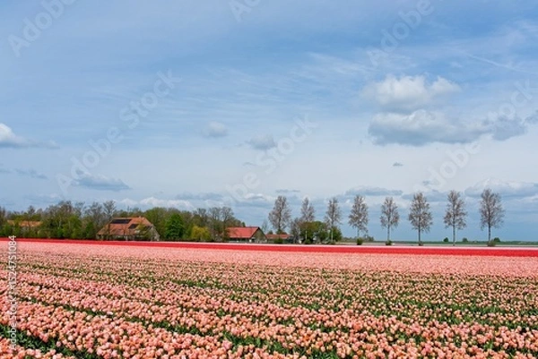 Fototapeta Tulip fields in bloom in the Dutch province of Flevoland in the municipality Noordoostpolder is a colorful display of flowers