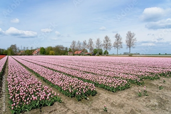 Fototapeta Tulip fields in bloom in the Dutch province of Flevoland in the municipality Noordoostpolder is a colorful display of flowers