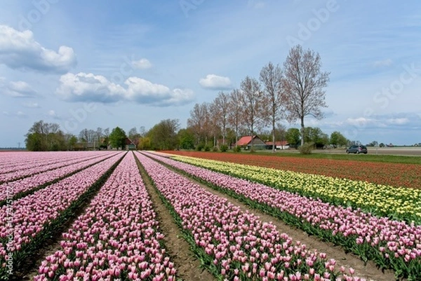 Fototapeta Tulip fields in bloom in the Dutch province of Flevoland in the municipality Noordoostpolder is a colorful display of flowers