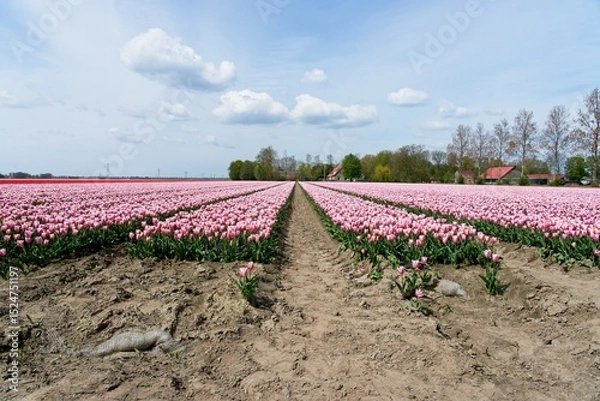 Fototapeta Tulip fields in bloom in the Dutch province of Flevoland in the municipality Noordoostpolder is a colorful display of flowers