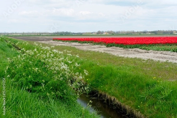 Fototapeta Tulip fields in bloom in the Dutch province of Flevoland in the municipality Noordoostpolder is a colorful display of flowers