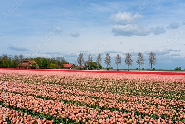 Fototapeta Tulip fields in bloom in the Dutch province of Flevoland in the municipality Noordoostpolder is a colorful display of flowers