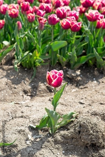 Fototapeta Close-up of tulip in bloom in the field in the Netherlands a main crop in Flevoland Noordoostpolder and Bollenstreek