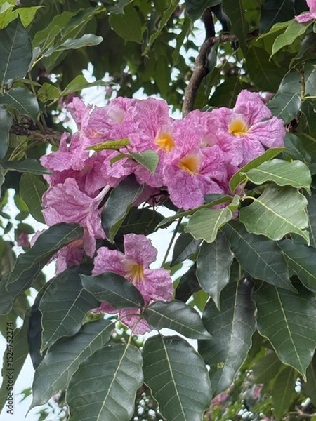 Fototapeta Malaysia’s Tabebuia Season Capturing the fleeting serenity and poetic charm brought by Tabebuia trees in the urban landscape.






