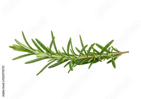 Obraz Isolated Fresh Rosemary Sprig with Green Leaves
