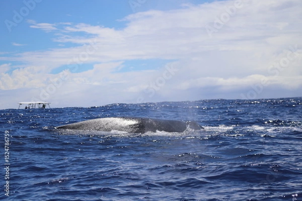 Obraz Whale in water