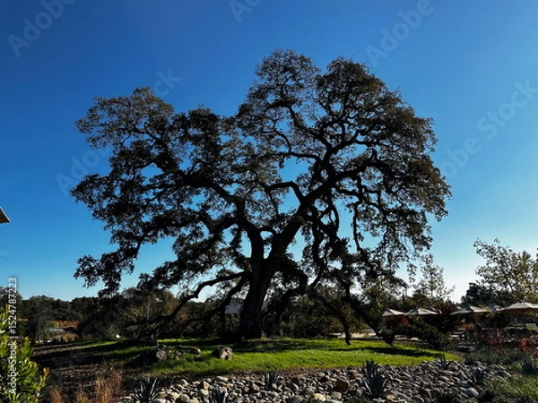Fototapeta Big tree 3