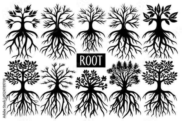 Fototapeta Twenty six root illustrations isolated on transparent background