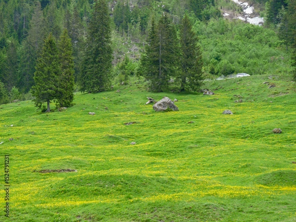 Obraz Switzerland, Meiringen, a herd of sheep grazing on a lush green field