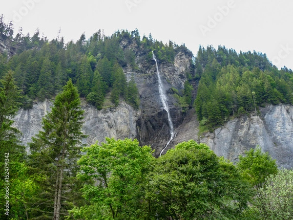 Obraz Switzerland, Meiringen, a large tree in a forest with waterfalls