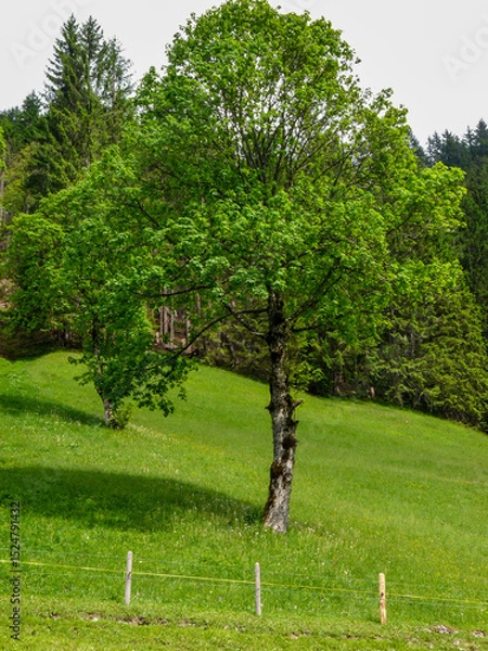 Obraz Switzerland, Meiringen, a tree in the middle of a lush green field