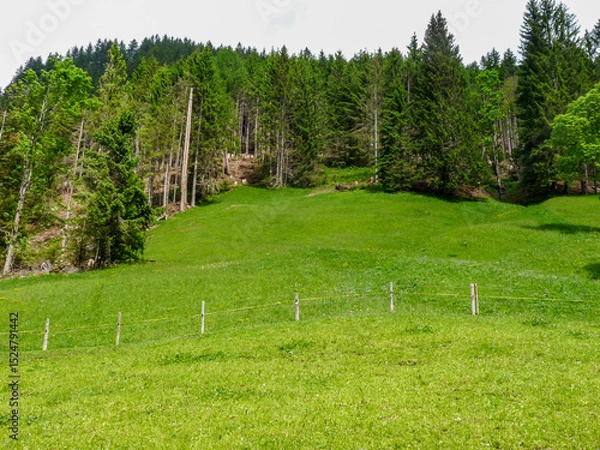 Obraz Switzerland, Meiringen, a close up of a lush green field