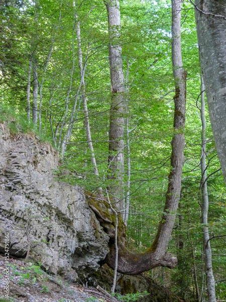 Obraz Switzerland, Meiringen, a tree in a forest