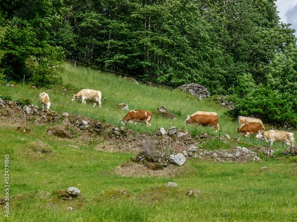Obraz Switzerland, Meiringen, a herd of cattle grazing on a lush green field