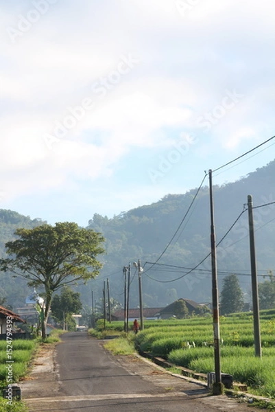 Obraz natural scenery, rice fields, plantations, mountain hills.