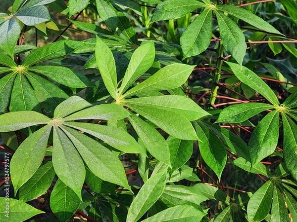 Fototapeta Vibrant Green Cassava Leaves with Dew Drops