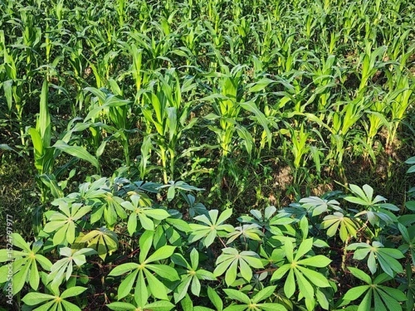 Fototapeta Lush Green Cassava and Corn Plants in a Field
