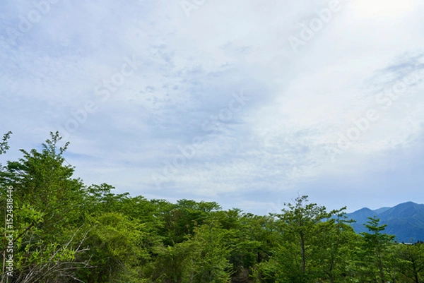 Fototapeta 秘密の入り口 - 森の奥に隠された.希望の小道