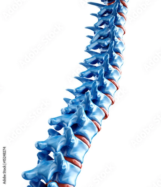 Obraz Human spine illustration