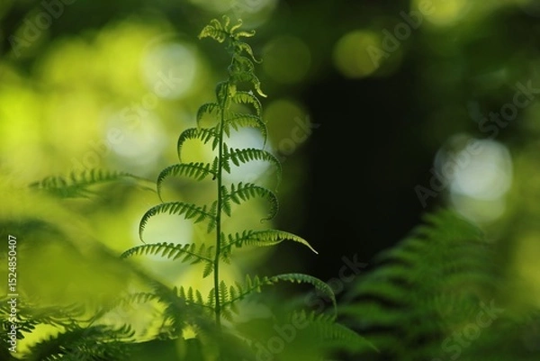 Fototapeta Fern in the forest on a sunny spring morning, Poland