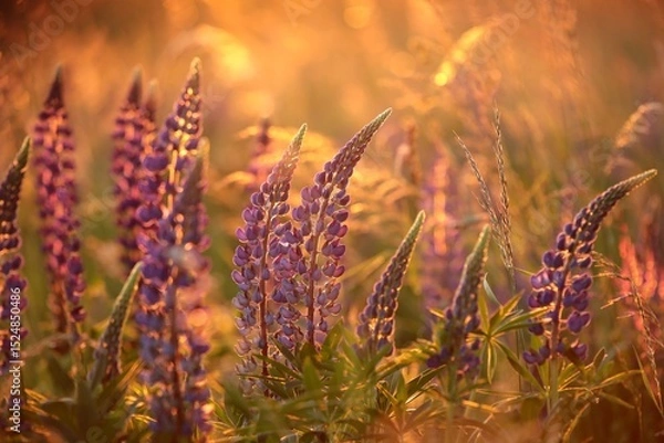 Fototapeta Lupinus perennis - Wild lupine in a meadow during sunset, Poland.