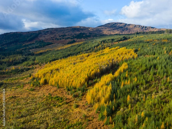 Obraz Aerial view of larch and spruce trees in autumn, Galloway Forest, Dumfries & Galloway, Scotland