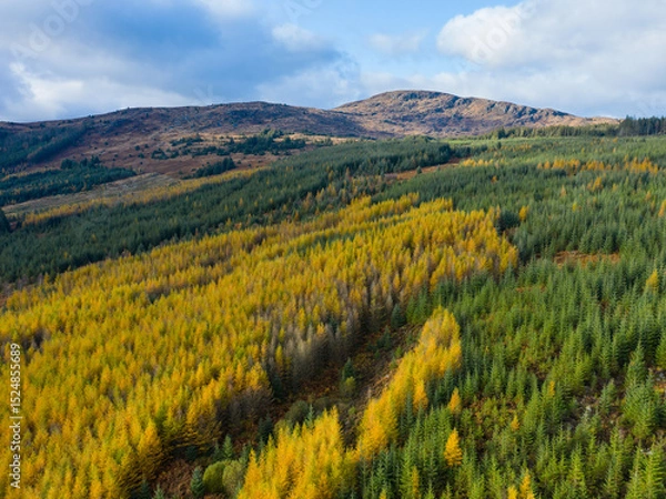 Obraz Aerial view of larch and spruce trees in autumn, Galloway Forest, Dumfries & Galloway, Scotland