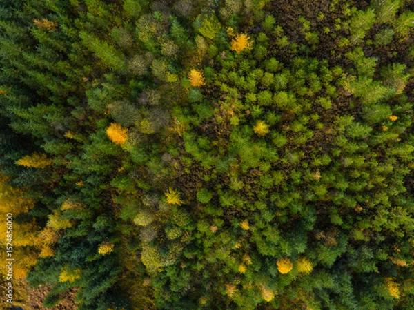 Obraz Aerial view of larch and spruce trees in autumn, Galloway Forest, Dumfries & Galloway, Scotland