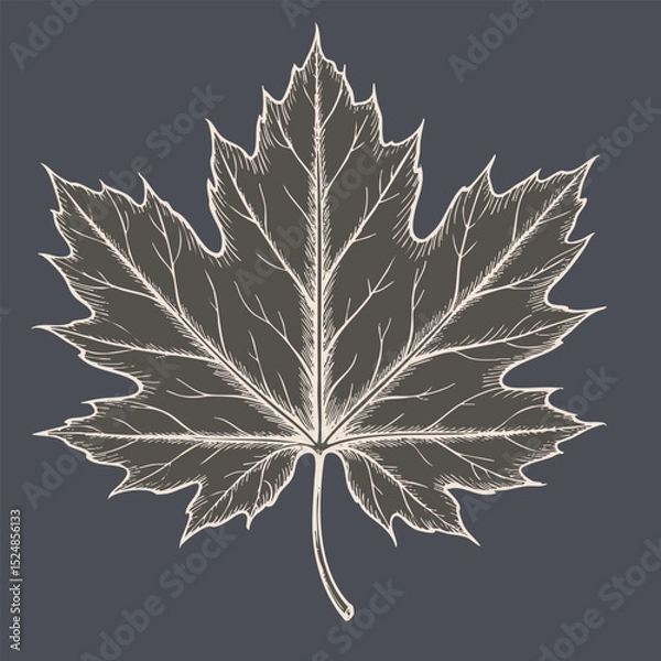 Fototapeta Detailed illustration of maple leaf with intricate vein patterns, set against dark background, evokes sense of nature beauty and elegance