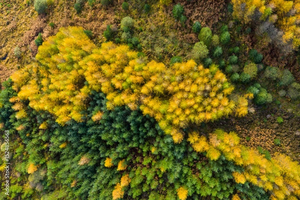 Obraz Aerial view of larch and spruce trees in autumn, Galloway Forest, Dumfries & Galloway, Scotland
