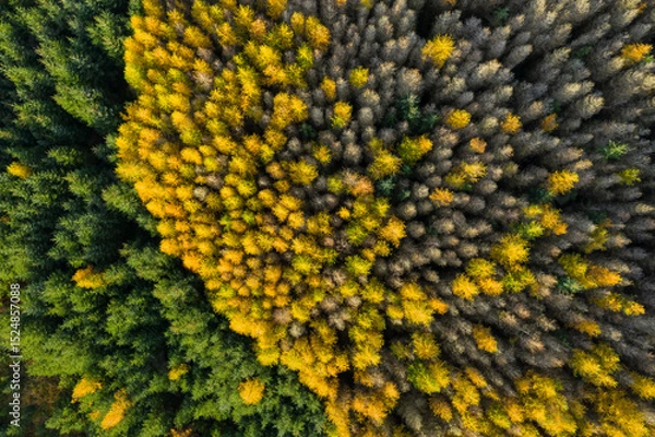 Obraz Aerial view of larch and spruce trees in autumn, Galloway Forest, Dumfries & Galloway, Scotland