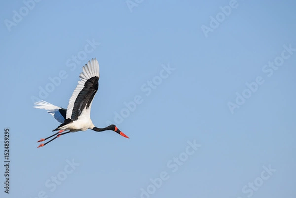 Obraz Saddle-billed Stork, Ephippiorhynchus senegalensis, in flight, Bushman Plains, Okavanago Delta, Botswana