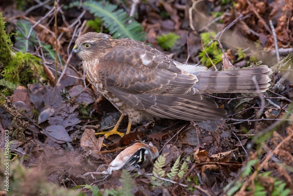 Obraz Juvenile Sparrowhawk, Accipiter nisus, with dead Chaffinch,  Dumfries & Galloway, Scotland