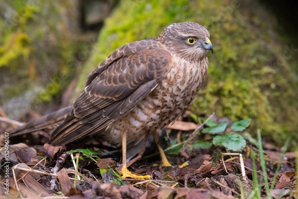 Obraz Juvenile Sparrowhawk, Accipiter nisus,  Dumfries & Galloway, Scotland