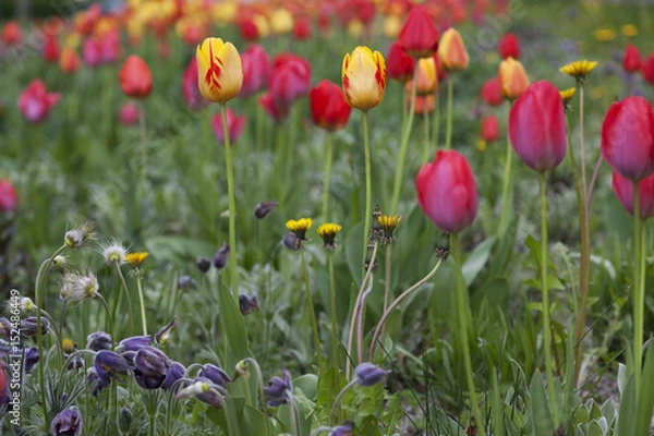 Obraz Spring tulipans background