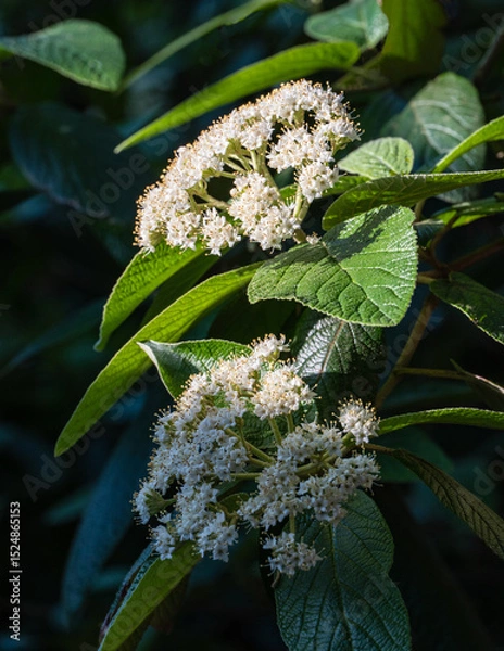 Fototapeta Close-up of blooming flowers  leatherleaf viburnum (Viburnum rhytidophyllum Alleghany)  with clusters of small white blossoms and broad green leaves in natural light.