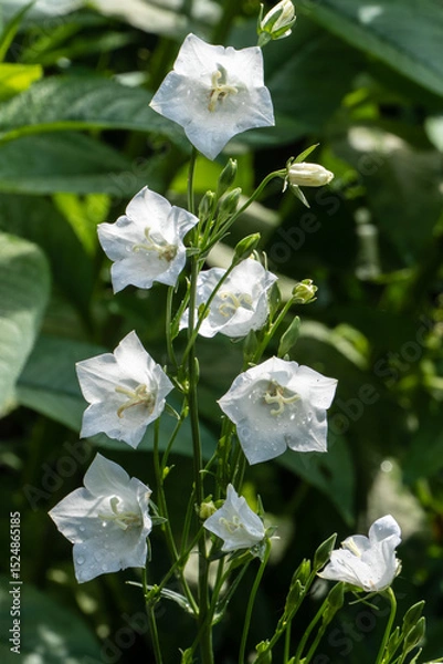 Fototapeta Delicate white bell flowers, belonging to the Campanula family, set against lush green background. Blooms appear fresh with dewdrops, adding serene and natural charm. Nature concept for design