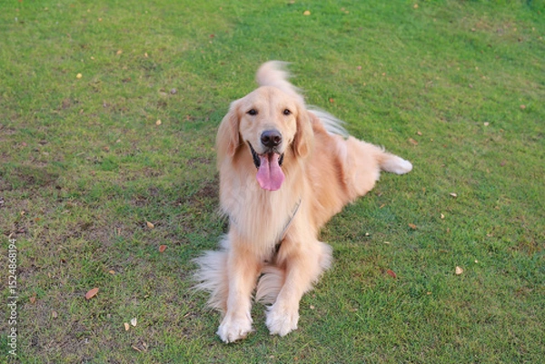 Obraz Portrait of Golden retriever lying on the grass in the garden.