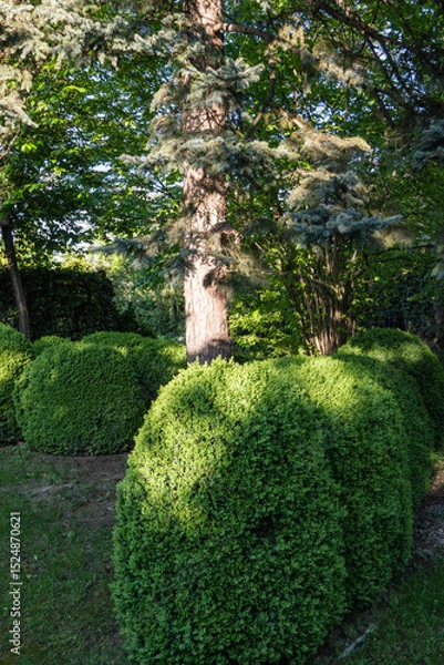 Fototapeta Serene garden scene with neatly trimmed boxwood bushes in foreground and tall blue spruce tree trunk providing natural backdrop. Nature concept for landscape design