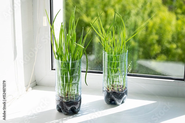 Fototapeta Growing Green Onion in Recycled Plastic Bottle. Reusing Plastic Container for Plant Cultivation on Windowsill.