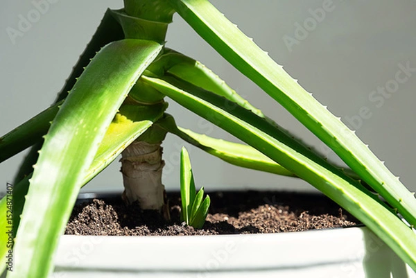 Fototapeta Aloe Vera Plant with a New Shoot Emerging From the Soil in White Pot. Growth and Renewal Concepts.