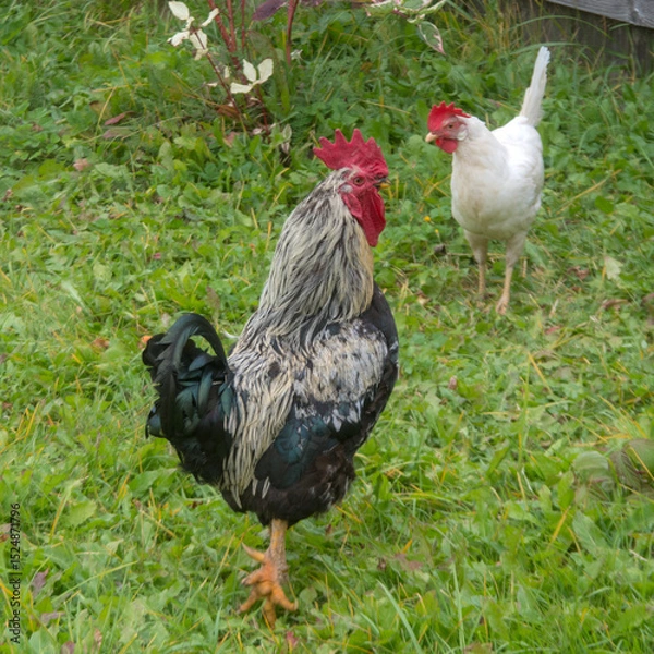 Obraz rooster and hen