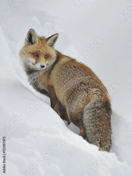 Obraz Volpe inverno 6936