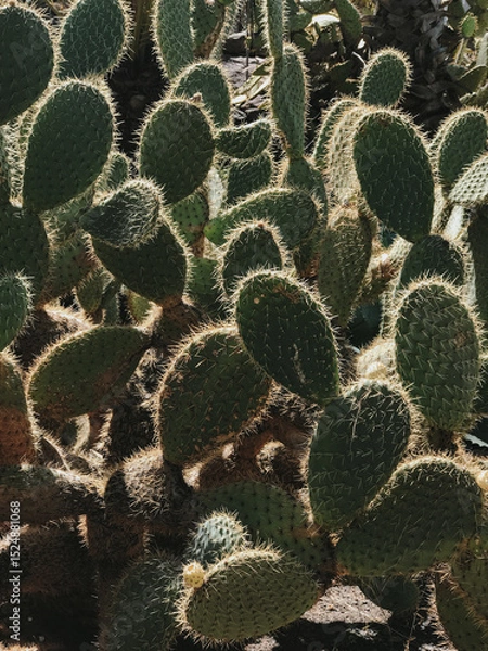 Fototapeta Close-Up of Prickly Pear Cactus in Sunlight
