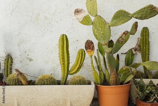 Fototapeta Collection of Various Cacti in Pots