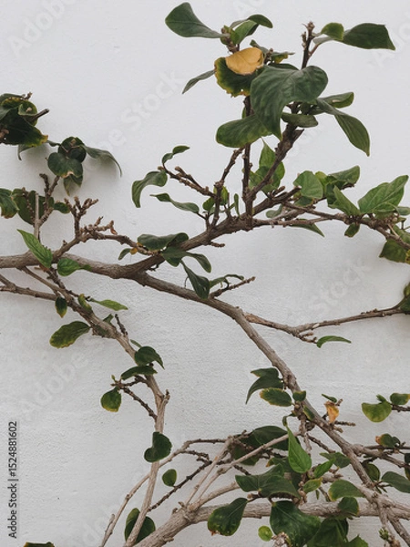Fototapeta Branch of Green Leaves and Yellow Fruit