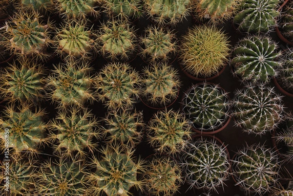 Fototapeta Overhead View of Various Cacti in Pots