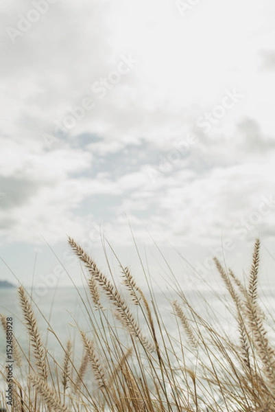 Fototapeta Seaside Grass Against Cloudy Sky