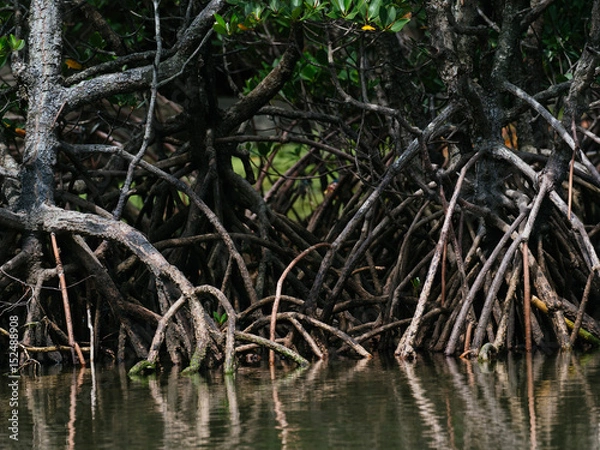 Fototapeta マングローブ