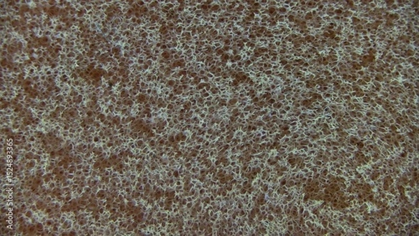 Obraz texture of sponge